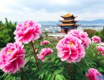 云南昆明的市花是什么