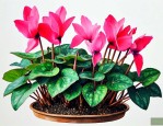 仙客来种子几年能开花