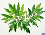 柏树叶和侧柏叶的区别
