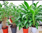 青云直上绿植养殖方法