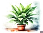 室内摆什么植物吸甲醛