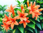 炮仗花在什么时候开花