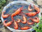 河虾养殖技术河虾如何养
