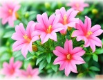蔓性风铃花夏天怎么养