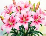 百合花文章茹志鹃赏析