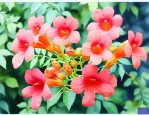 凌霄花有什么药用价值