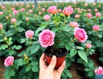 大花月季小苗批发基地