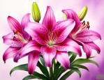 紫红色百合花什么品种
