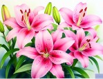 百合花养殖方法与技巧