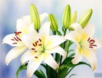 百合花没有根怎么养活