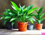 秋冬养什么绿植比较好