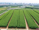 2025年南宁苗木基地地址