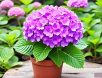 2025年绣球花夏天怎么养