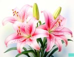 百合花是一年一朵花吗