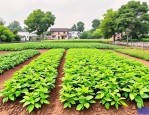 2025年农村种植什么发财
