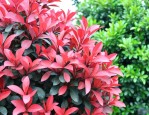 红叶石楠和石楠的区别