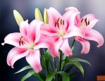 粉色百合花是什么意思