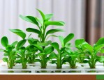 水培植物可以放维c吗