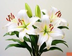 送百合花代表什么意思