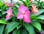 孔雀竹芋能水培养殖吗