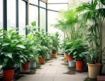 绿植养护多少钱一平方