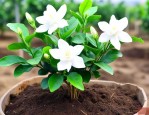 养殖茉莉花用什么土好