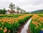 2025年大花萱草种植基地