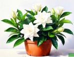 盆栽栀子花的养殖方法