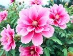 四川网红花花个人资料