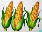 2025年玉米是种子植物吗