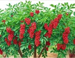 花椒树种植技术6要点