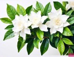 栀子花叶片的养殖方法