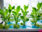 水宝宝适合水培植物吗