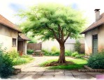 家里庭院种什么树最好