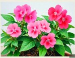 凤仙花的一生生长过程