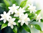 茉莉花花语及代表意义