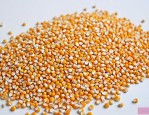 c1210玉米种介绍