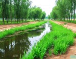 山西水生绿化植物基地