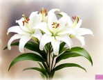 男的送白百合花的寓意