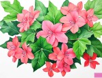 常春藤夏天的养殖方法
