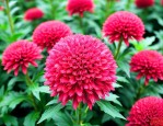 红花继木球多少钱一颗
