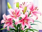 百合花适合养在室内吗