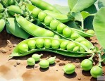豌豆是靠什么传播种子