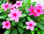 长春花养殖方法与技巧