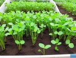 河北水生植物小苗供应