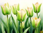 绿色郁金香花语和寓意