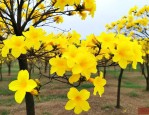 10公分黄花风铃木价格
