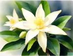 佛手柑的花是什么样子