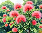 2025年怎么让合欢树开花