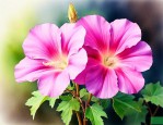 喇叭花在什么季节开放